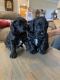 Golden Doodle Puppies for sale in Talking Rock, GA 30175, USA. price: NA
