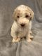 Golden Doodle Puppies for sale in Jackson, GA 30233, USA. price: $1,300