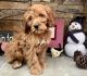 Golden Doodle Puppies for sale in North Ogden, UT, USA. price: NA