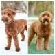 Golden Doodle Puppies for sale in Sandy, UT, USA. price: $2,000