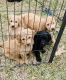 Golden Doodle Puppies for sale in Magnolia, TX, USA. price: $120,000