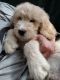 Golden Doodle Puppies for sale in Hope Valley, Hopkinton, RI 02832, USA. price: $900