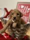 Golden Doodle Puppies for sale in Gilbert, AZ, USA. price: NA