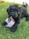 Golden Doodle Puppies for sale in McKinney, TX 75071, USA. price: $2,500