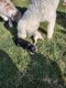 Golden Doodle Puppies for sale in Greencastle, PA 17225, USA. price: $1,200