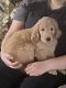 Golden Doodle Puppies for sale in Cañon City, CO 81212, USA. price: NA