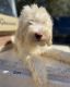 Golden Doodle Puppies for sale in Spring Hill, FL, USA. price: $1,000