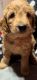 Golden Doodle Puppies for sale in Broadview Heights, OH 44147, USA. price: NA