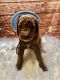 Golden Doodle Puppies for sale in Miami, FL, USA. price: $1,200