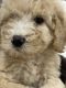 Golden Doodle Puppies for sale in Jackson, TN, USA. price: $1,200