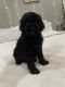 Golden Doodle Puppies for sale in Knoxville, TN, USA. price: NA