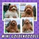 Golden Doodle Puppies for sale in Kendallville, IN 46755, USA. price: $995