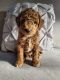 Golden Doodle Puppies for sale in Irvine, CA 92614, USA. price: NA