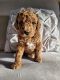 Golden Doodle Puppies for sale in Irvine, CA 92614, USA. price: NA