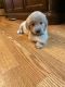 Golden Doodle Puppies for sale in St Charles, MI 48655, USA. price: NA