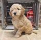 Golden Doodle Puppies for sale in Des Moines, IA, USA. price: $450