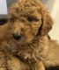 Golden Doodle Puppies for sale in Fairburn, GA 30213, USA. price: $2,800
