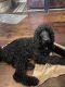 Golden Doodle Puppies for sale in Burleson, TX, USA. price: $2,000