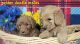 Golden Doodle Puppies for sale in P C BEACH, FL 32407, USA. price: $700