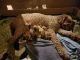 Golden Doodle Puppies for sale in Grants Pass, OR, USA. price: NA
