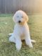 Golden Doodle Puppies for sale in Edmond, OK, USA. price: $500