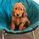 Golden Doodle Puppies for sale in Omaha, NE, USA. price: $2,500