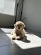 Golden Doodle Puppies for sale in Davenport, FL, USA. price: $2,800