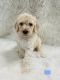 Golden Doodle Puppies for sale in Sacramento, CA, USA. price: $1,200