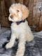 Golden Doodle Puppies for sale in Mobile, AL, USA. price: NA