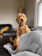 Golden Doodle Puppies for sale in Morris, CT 06763, USA. price: NA