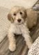 Golden Doodle Puppies for sale in Saratoga Springs, UT, USA. price: $1,200