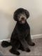 Golden Doodle Puppies for sale in Olive Branch, MS 38654, USA. price: $1,000