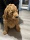 Golden Doodle Puppies for sale in Crestline, OH, USA. price: $450