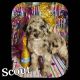 Golden Doodle Puppies for sale in Acton, CA 93510, USA. price: NA