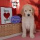 Golden Doodle Puppies for sale in Albrightsville, PA 18210, USA. price: $1,500