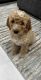 Golden Doodle Puppies for sale in Wichita, KS, USA. price: $900