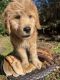 Golden Doodle Puppies for sale in Fruitland Park, FL 34731, USA. price: NA