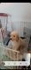 Golden Doodle Puppies for sale in Troy, MI, USA. price: NA