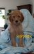 Golden Doodle Puppies for sale in Loveland, CO, USA. price: NA