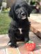 Golden Doodle Puppies for sale in Corona, CA 92882, USA. price: $180