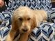 Golden Doodle Puppies for sale in Sedro-Woolley, WA 98284, USA. price: $600