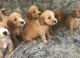 Golden Doodle Puppies for sale in Orlando, FL, USA. price: $700