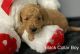 Golden Doodle Puppies for sale in Alvin, TX 77511, USA. price: NA