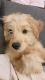 Golden Doodle Puppies for sale in Las Vegas, NV, USA. price: $2,600
