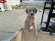 Golden Doodle Puppies for sale in Bowling Green, KY, USA. price: $500