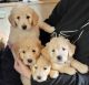 Golden Doodle Puppies for sale in 4455 E Camp Lowell Dr, Tucson, AZ 85712, USA. price: NA