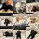 Golden Doodle Puppies for sale in Richmond, VA 23294, USA. price: NA
