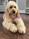 Golden Doodle Puppies for sale in Long Beach, CA, USA. price: NA
