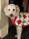 Golden Doodle Puppies for sale in Lanett, AL 36863, USA. price: NA