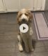 Golden Doodle Puppies for sale in Kentwood, MI, USA. price: $1,200